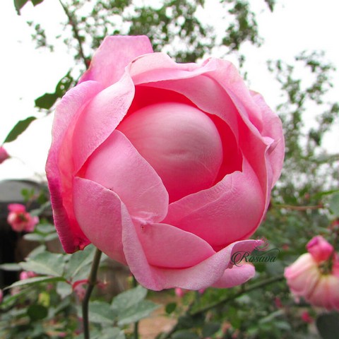 Hồng cổ Sa Pa ngọt ngào với sắc hồng đào