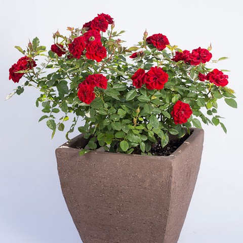 Mách bạn cách chăm sóc hoa hồng trong chậu cho hoa nở thắm quanh năm