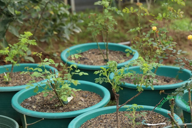 Mách bạn cách chăm sóc hoa hồng trong chậu