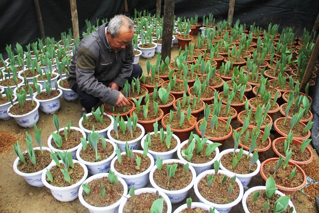 Kỹ thuật trồng hoa ly trong chậu rất đơn giản