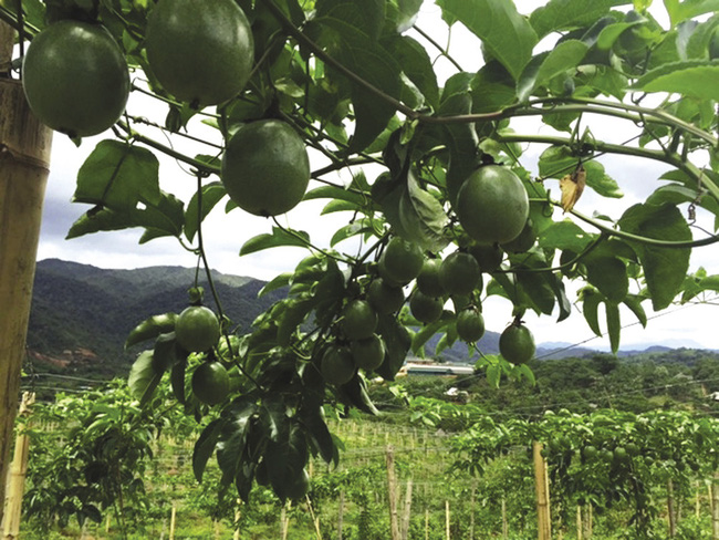 trồng chanh dây là có thể xóa đói giảm nghèo?