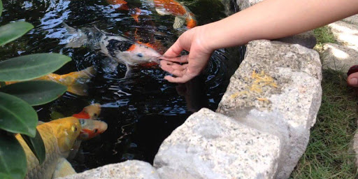Hướng dẫn cách cho cá ăn chuẩn 