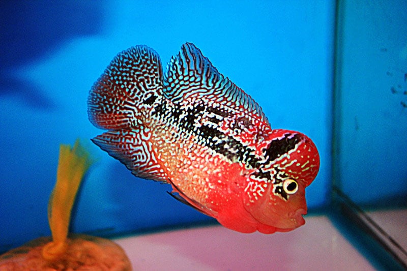 Nuôi cá cảnh thì không thể bỏ qua cá La Hán