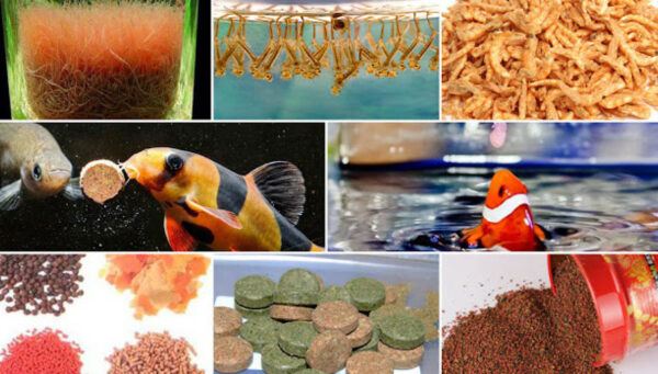 Thức ăn cho cá cảnh bạn nên biết 