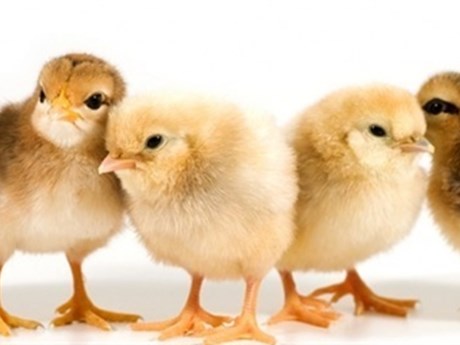 Nuôi gà thả vườn