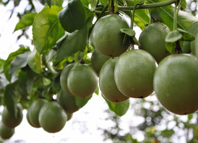 mô hình trồng chanh dây