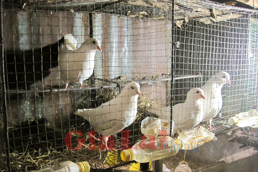 nuôi bồ câu pháp khó không