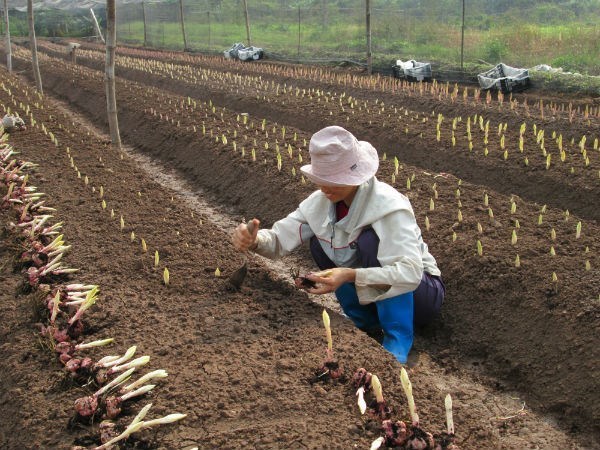 Kỹ thuật trồng hoa ly đơn giản