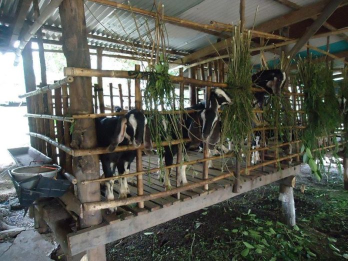 Kỹ thuật nuôi dê thường thấy là nuôi nhốt chuồng