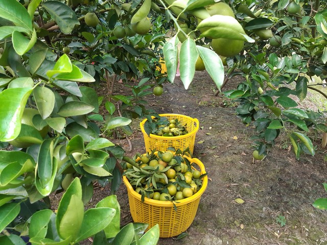 Chủ động bón phân giúp nâng cao năng suất cam xoàn mỗi vụ