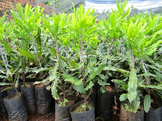 Kỹ thuật trồng cây mắc ca như thế nào để có năng suất như ý?