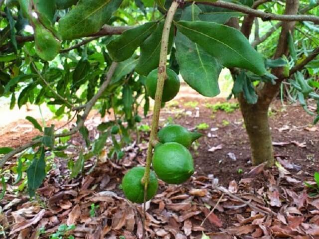 Cần chọn giống tốt để cây sinh trưởng khỏe mạnh, ít bệnh