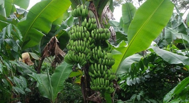 Kỹ thuật trồng chuối lùn đạt hiệu quả kinh tế cao