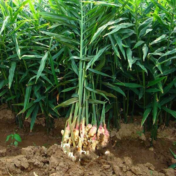 Kỹ thuật trồng gừng hiệu quả cho năng suất cao