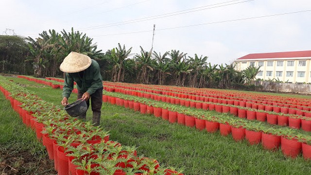 Hoa cúc có thể trồng trên luống hay trồng trong chậu tùy theo nhu cầu nhà vườn