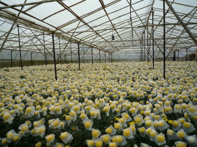 Trồng hoa cúc tết theo mô hình nhà kính đạt hiệu quả cao ở Lâm Đồng