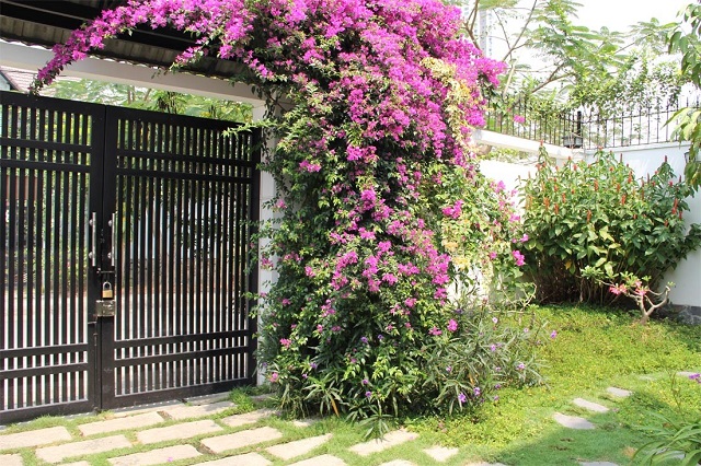 Kỹ thuật trồng hoa giấy cho hoa đẹp quanh năm