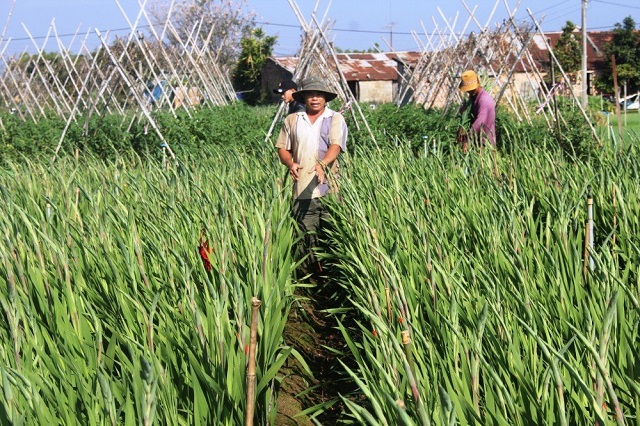 Kỹ thuật trồng hoa lay ơn mới nhất mang lại hiệu quả cao