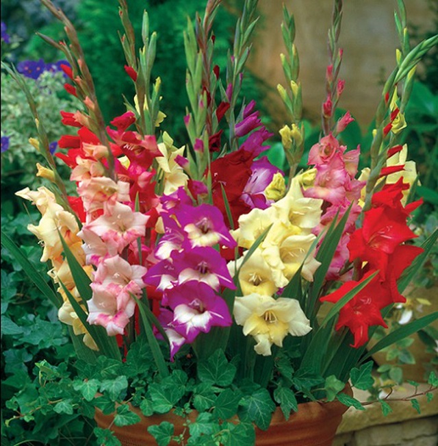 Hoa lay ơn tươi rất lâu thường kéo dài từ 10-15 ngày