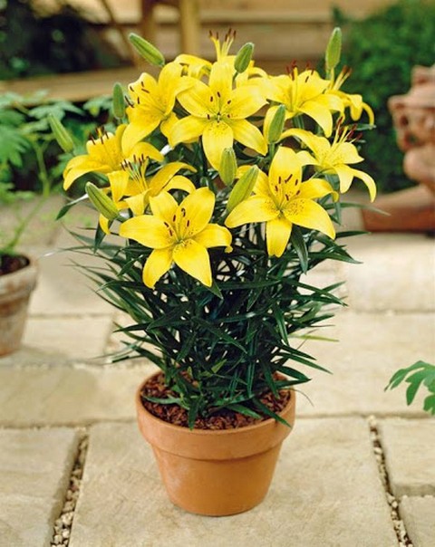 Bỏ túi kỹ thuật trồng hoa ly trong chậu cho hoa đẹp như ý