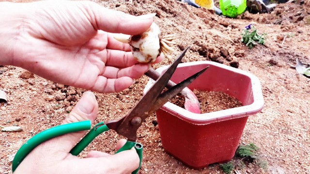 Hoa ly được trồng từ củ