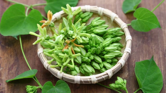 Hướng dẫn chi tiết kỹ thuật trồng hoa thiên lý trong vườn nhà hoa nở quanh năm