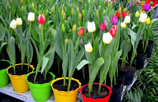 Mách bạn kỹ thuật trồng hoa tulip trong chậu tại nhà