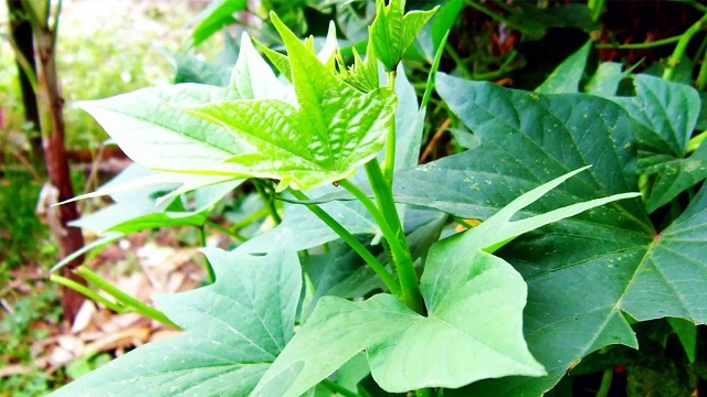 Khoai lang cần được bấm đọt để củ phát triển