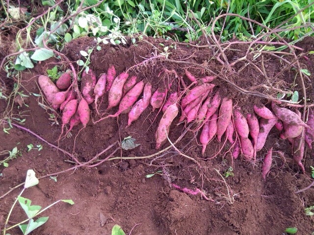 Kỹ thuật trồng khoai lang ít bệnh, đạt năng suất cao