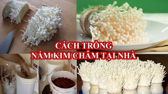 Kỹ thuật trồng nấm kim châm tại nhà khó hay dễ?