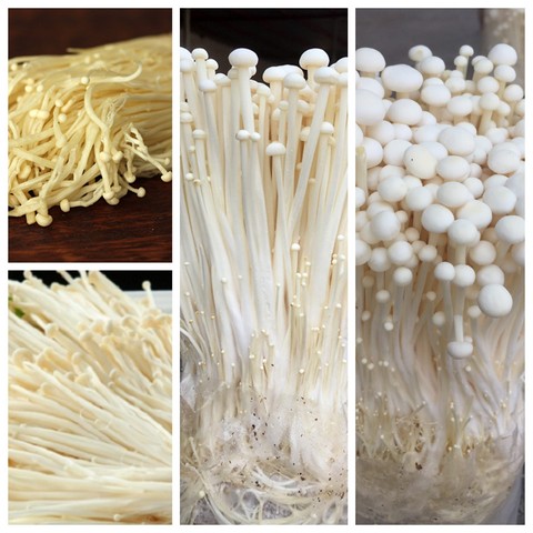 Nấm kim châm trồng đúng kỹ thuật sẽ có màu trắng, mùi thơm và vị ngọt