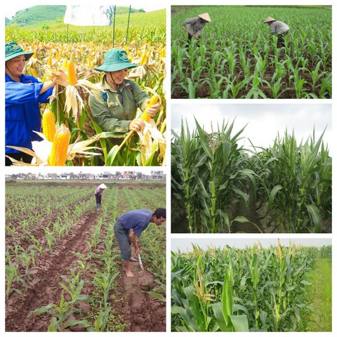 Hướng dẫn kỹ thuật trồng ngô cho năng suất cao mỗi vụ