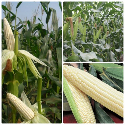 Sau thời gian khoảng 2 tháng gieo trồng ngô có thể cho thu hoạch