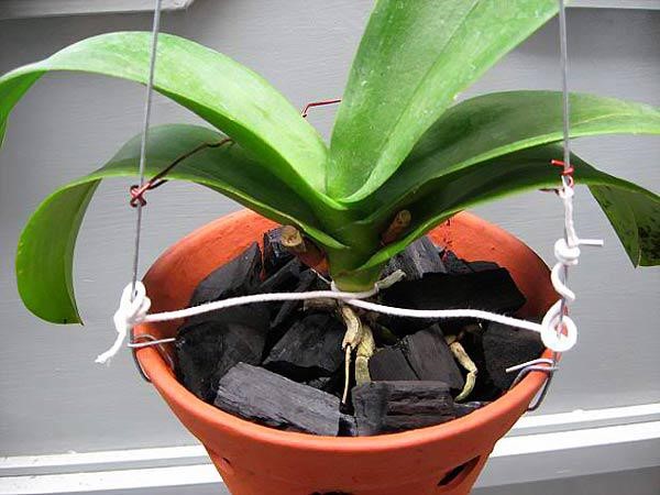 Yêu cầu những loại giá thể xốp, nhẹ, có khả năng giữ ẩm cao