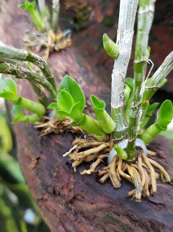 Với một giả hành già như thế có thể cho 1 – 2 cây con/ đợt.