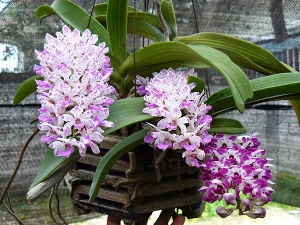 Kỹ thuật trong phong lan trong chậu