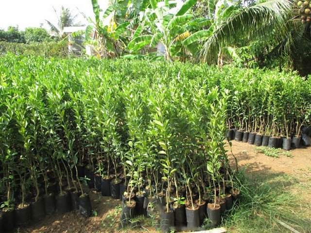 Cây quýt đường giống có thể mua tại các địa chỉ cung cấp uy tín