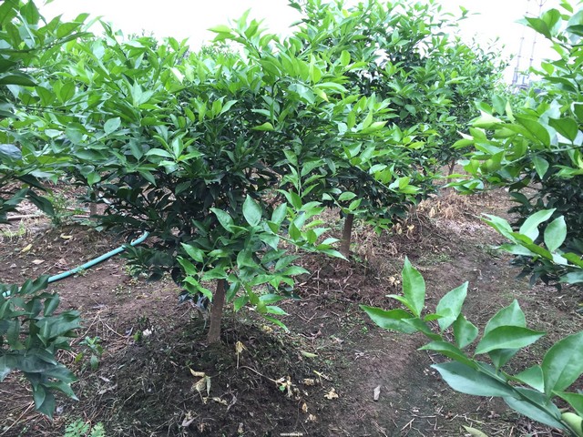 Quanh gốc cây quýt đường nên tạo thành mô đất cao để chống ngập úng
