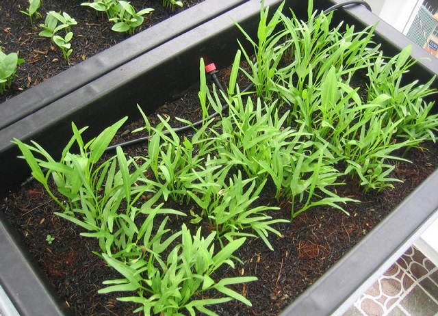 Kỹ thuật trồng rau muống hạt và cách chăm sóc hiệu quả