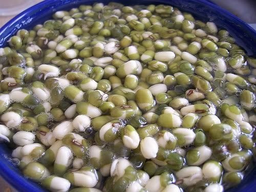 Kỹ thuật trồng rau sạch tại nhà