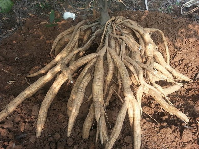 Sắn dây mới thu hoạch củ
