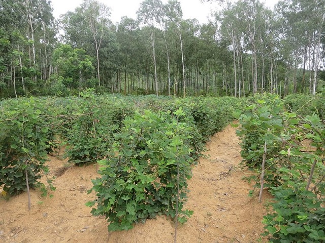 Kỹ thuật trồng sắn dây và chăm sóc cây tốt nhất