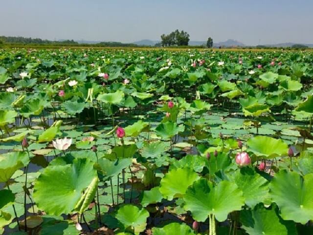 Bật mí kỹ thuật trồng sen giúp cây khỏe mạnh, năng suất cao