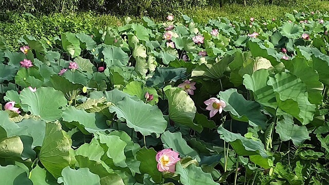 Cần bón phân đầy đủ để đảm bảo dinh dưỡng cho cây sen