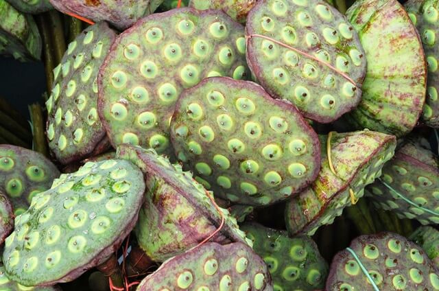 Đài sen đến mùa thu hoạch