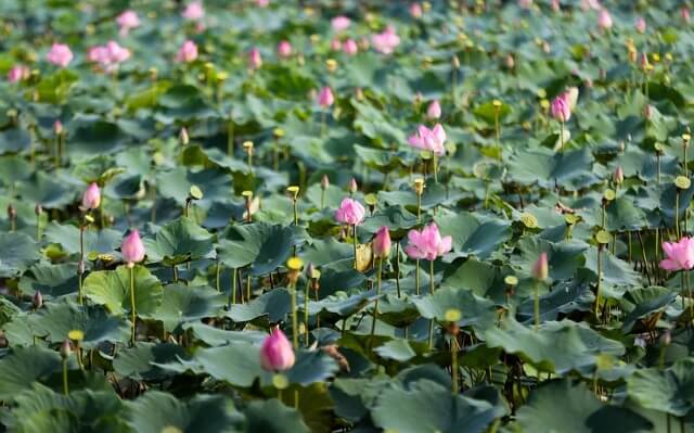 Môi trường phù hợp sẽ giúp sen phát triển tốt