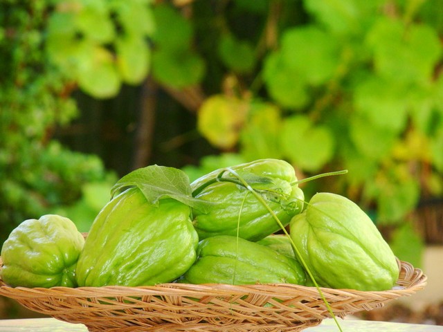 Kỹ thuật trồng su su vừa cho nhiều ngọn lại sai quả