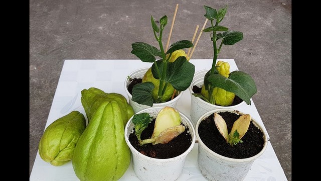 Có thể ươm giống su su trong chậu giúp tăng tỷ lệ nảy mầm