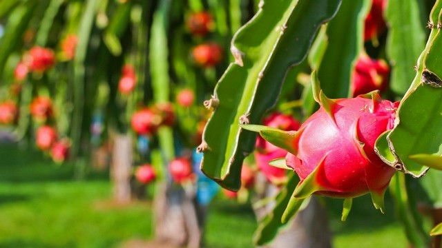 Hướng dẫn kỹ thuật trồng thanh long cho năng suất cao nhất