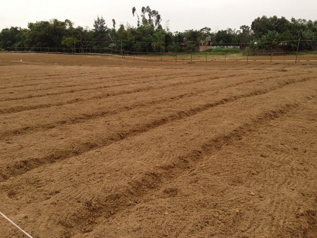 Canh tác đất trồng tiêu tạo môi trường phát triển tốt nhất cho cây trồng